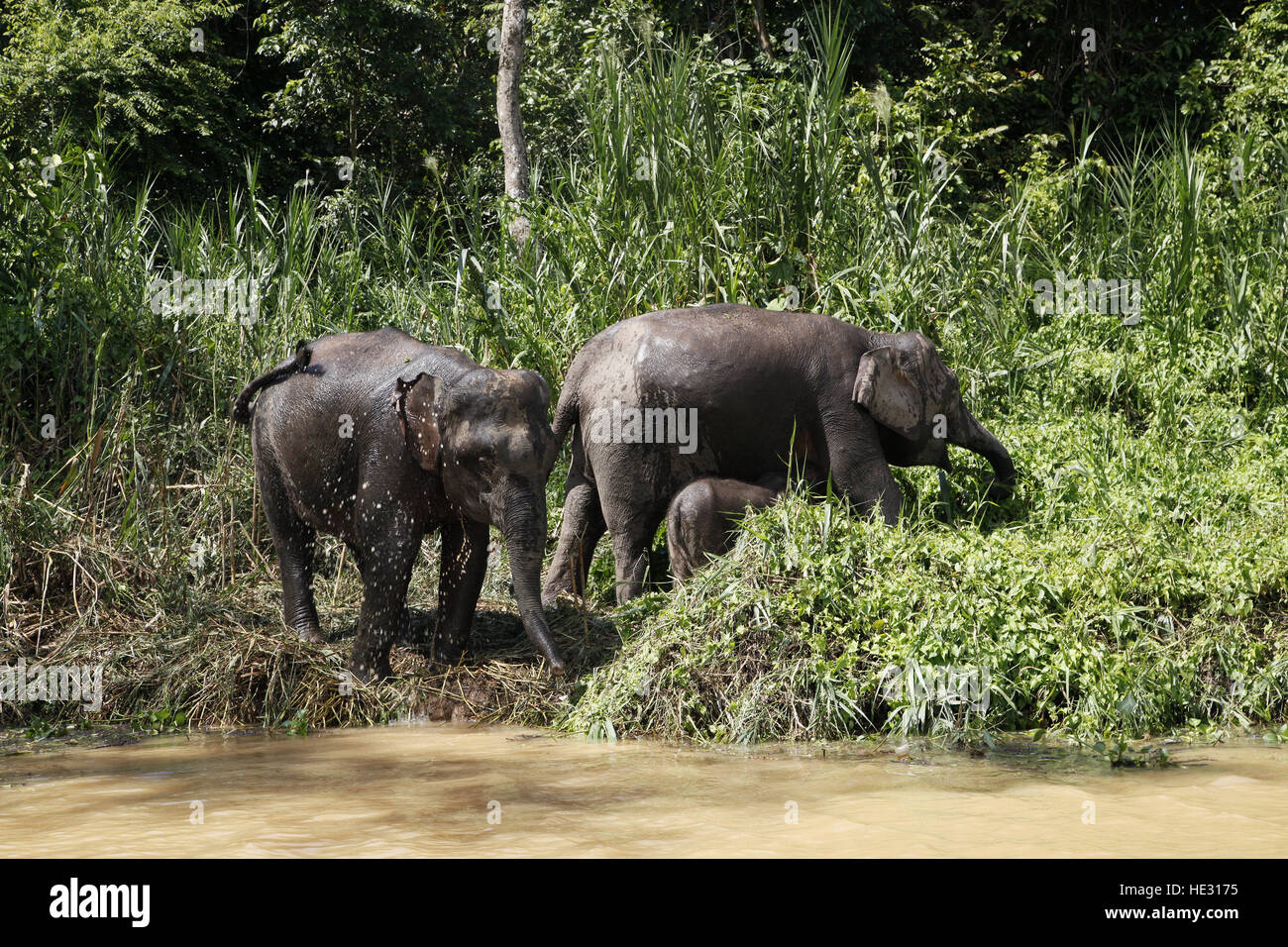 Borneo (Asian) Pygmy Elephant, Elephas maxima borneensis, at waterside Stock Photo