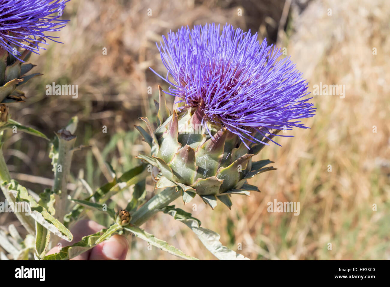 Beautiful large purple flower of the artichoke plant hi-res stock ...
