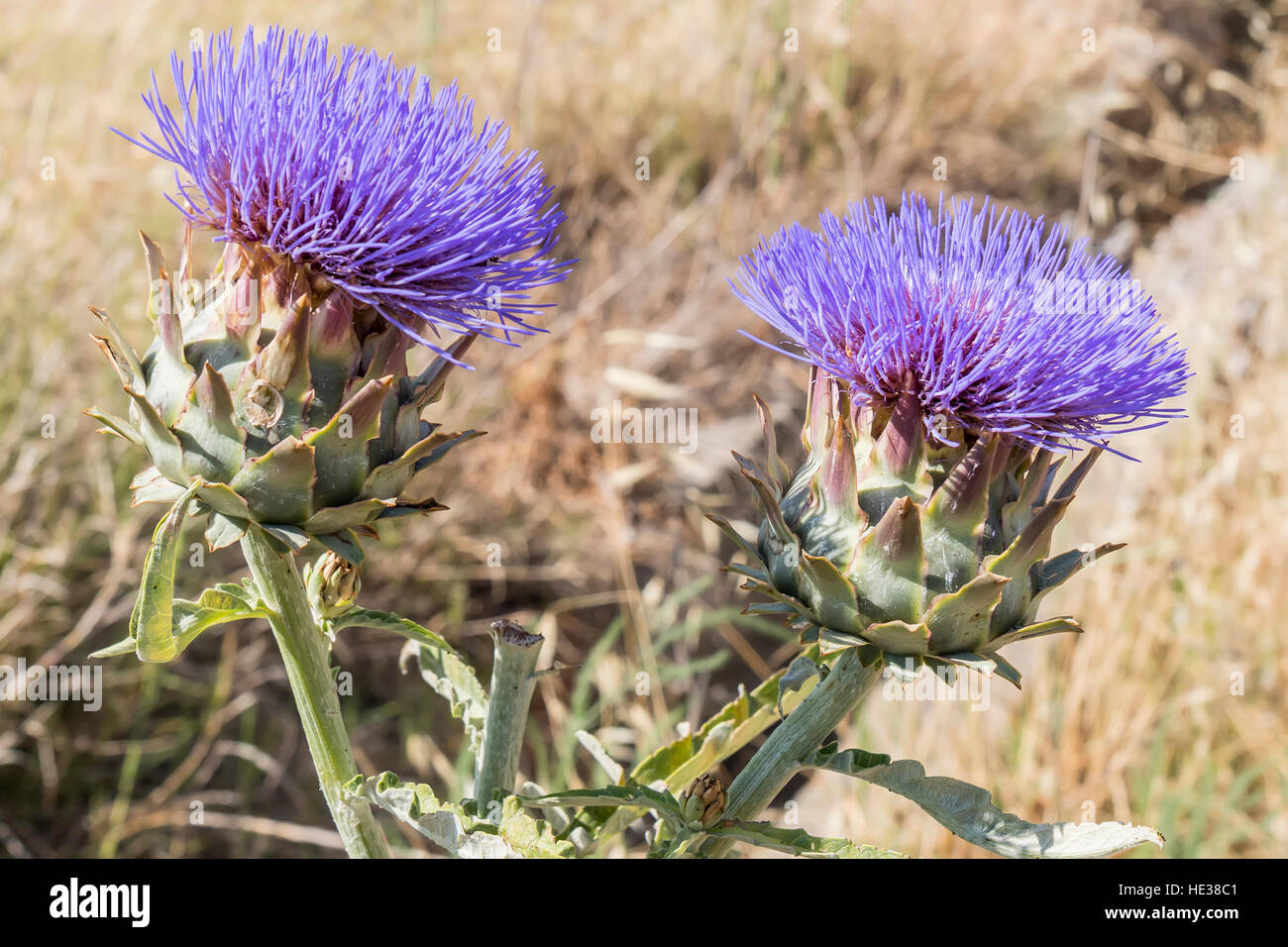 Beautiful large purple flower of the artichoke plant hi-res stock ...