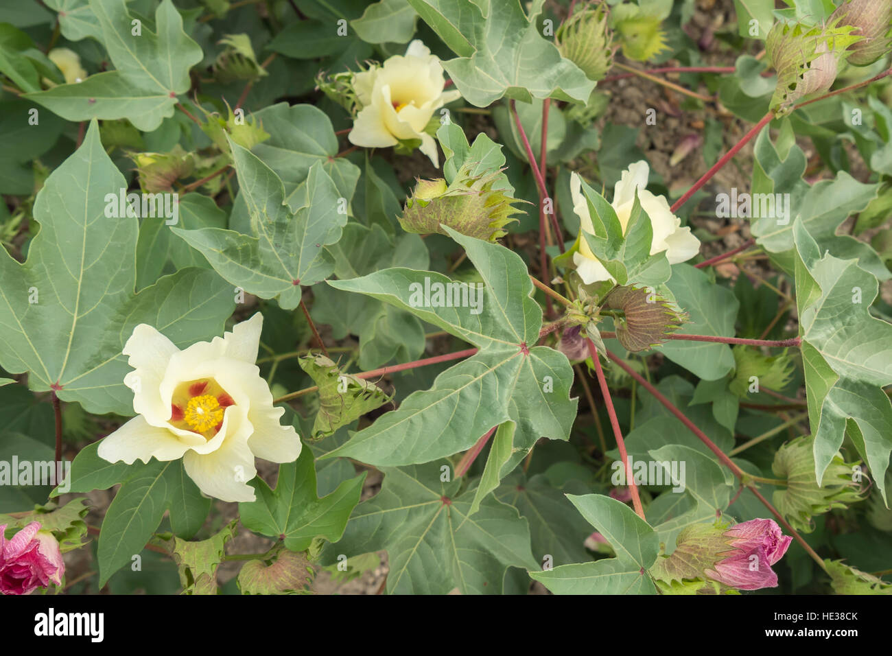 Cotton flower, cotton plant, cotton bud Stock Photo Alamy