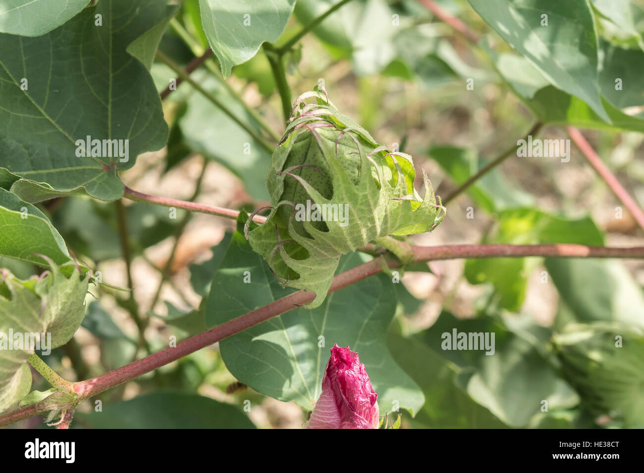 Cotton plant, cotton buds Stock Photo Alamy