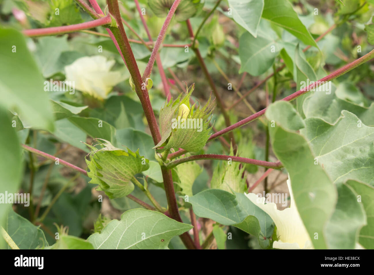 Cotton plant, cotton buds Stock Photo Alamy