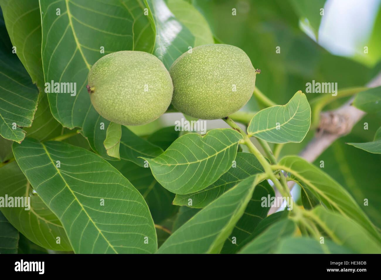 Unripe nuts on the tree Stock Photo