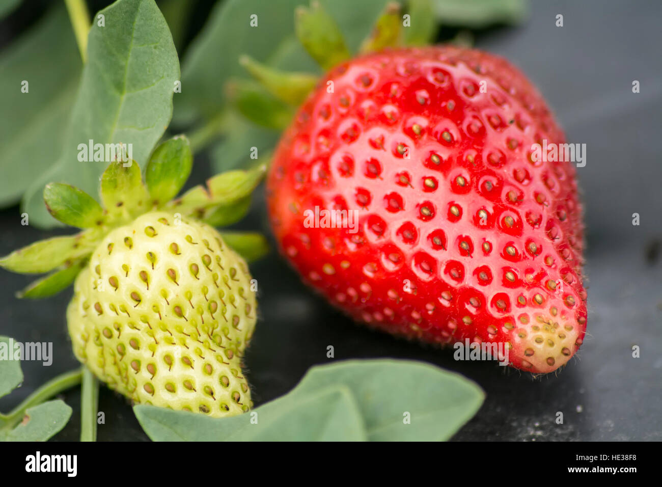 Strawberries on the vine hi-res stock photography and images - Alamy