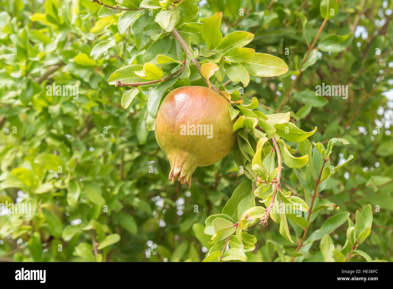 Unripe pomegranate in the tree Stock Photo - Alamy