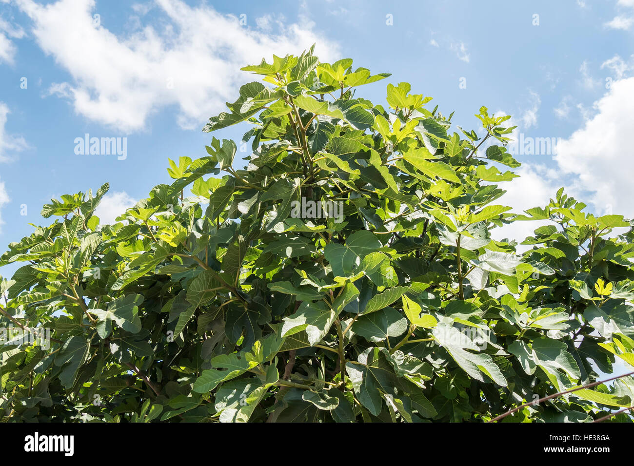 Fig tree with blue sky and white clouds background Stock Photo - Alamy