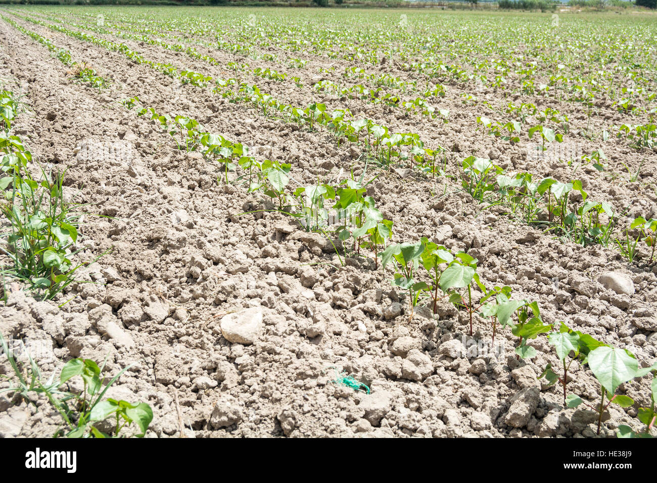 Cotton plant growing Stock Photo Alamy