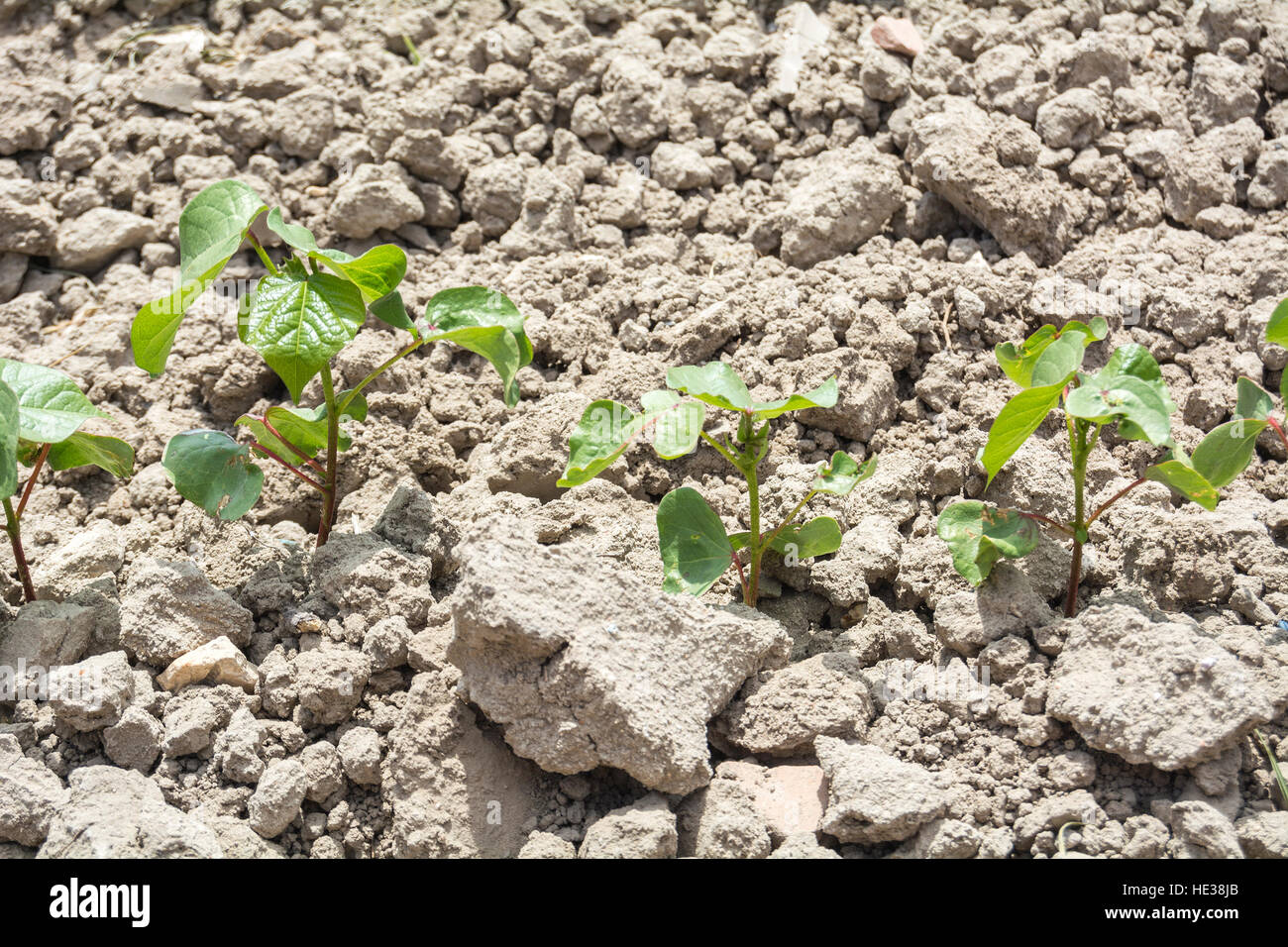 Cotton plant growing, closeup Stock Photo Alamy
