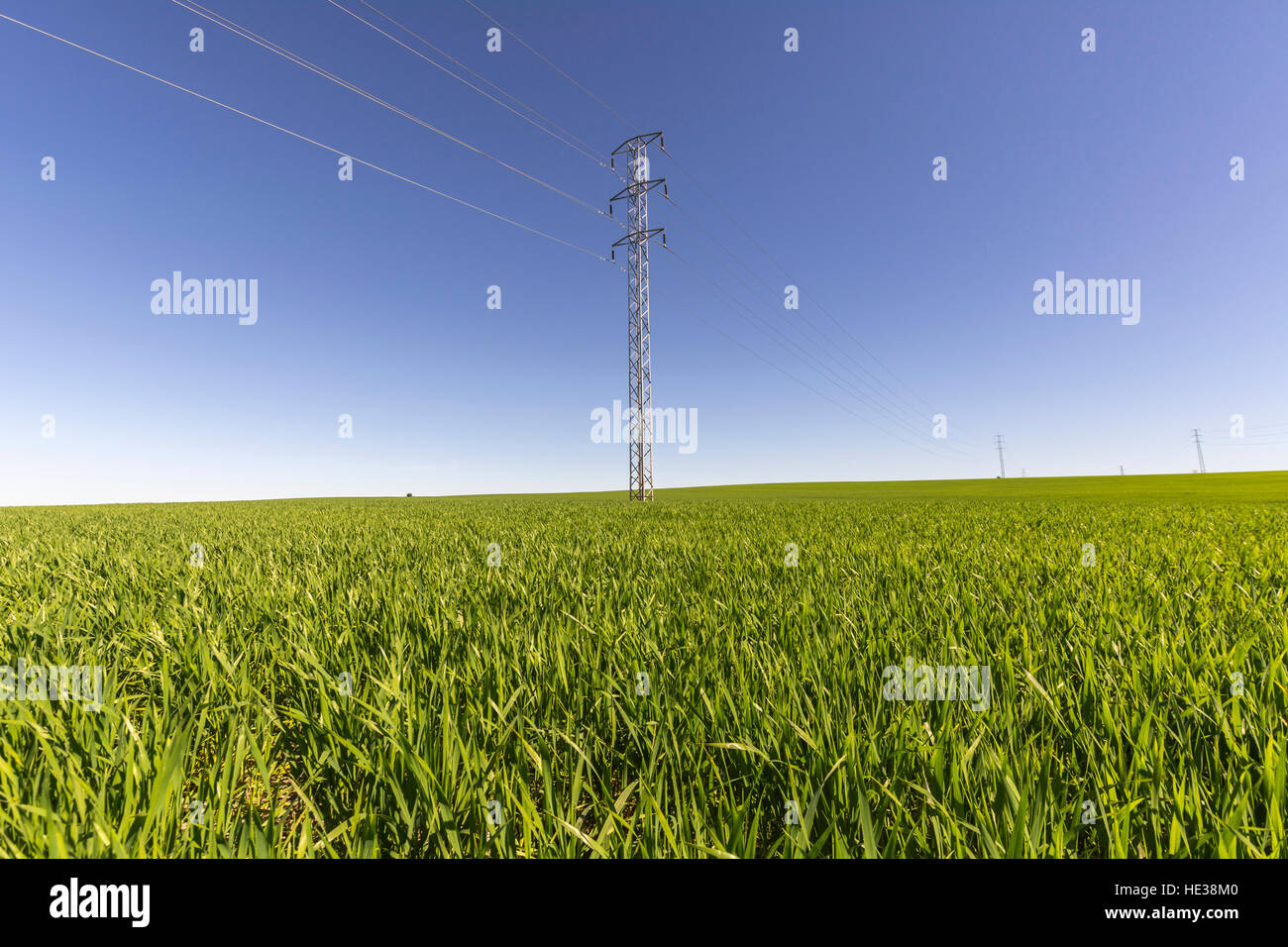 Electric tower in green field, wheat crop Stock Photo