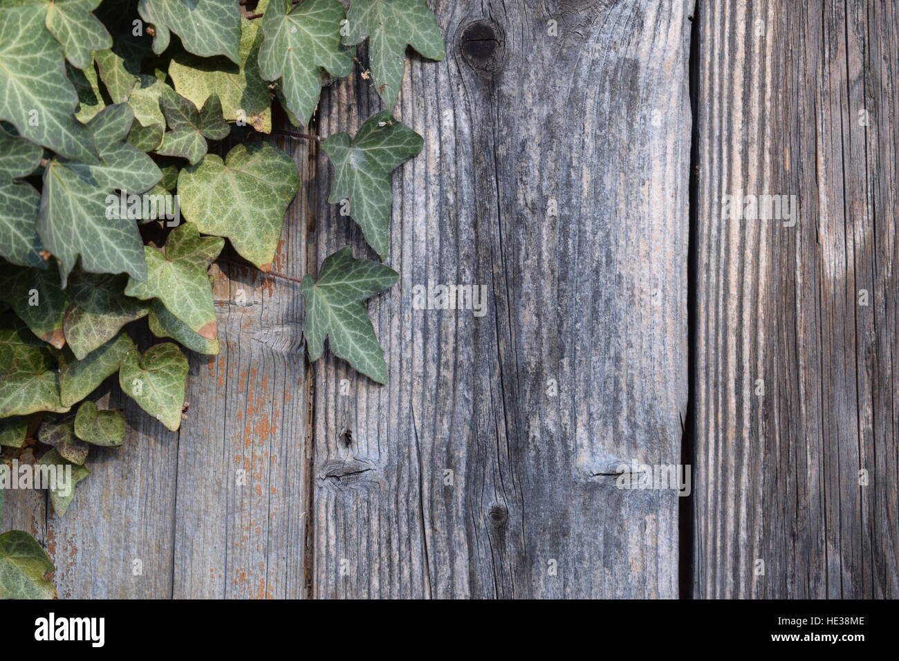 Wooden fence with ivy Stock Photo - Alamy