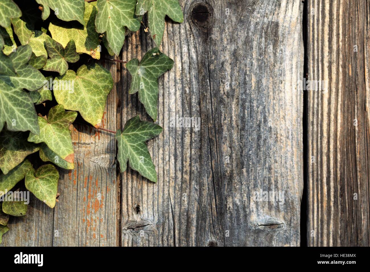 Wooden fence with ivy Stock Photo - Alamy
