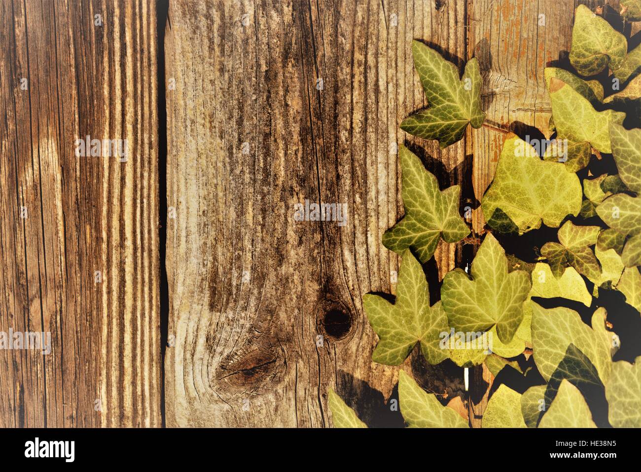 Wooden fence with ivy Stock Photo - Alamy