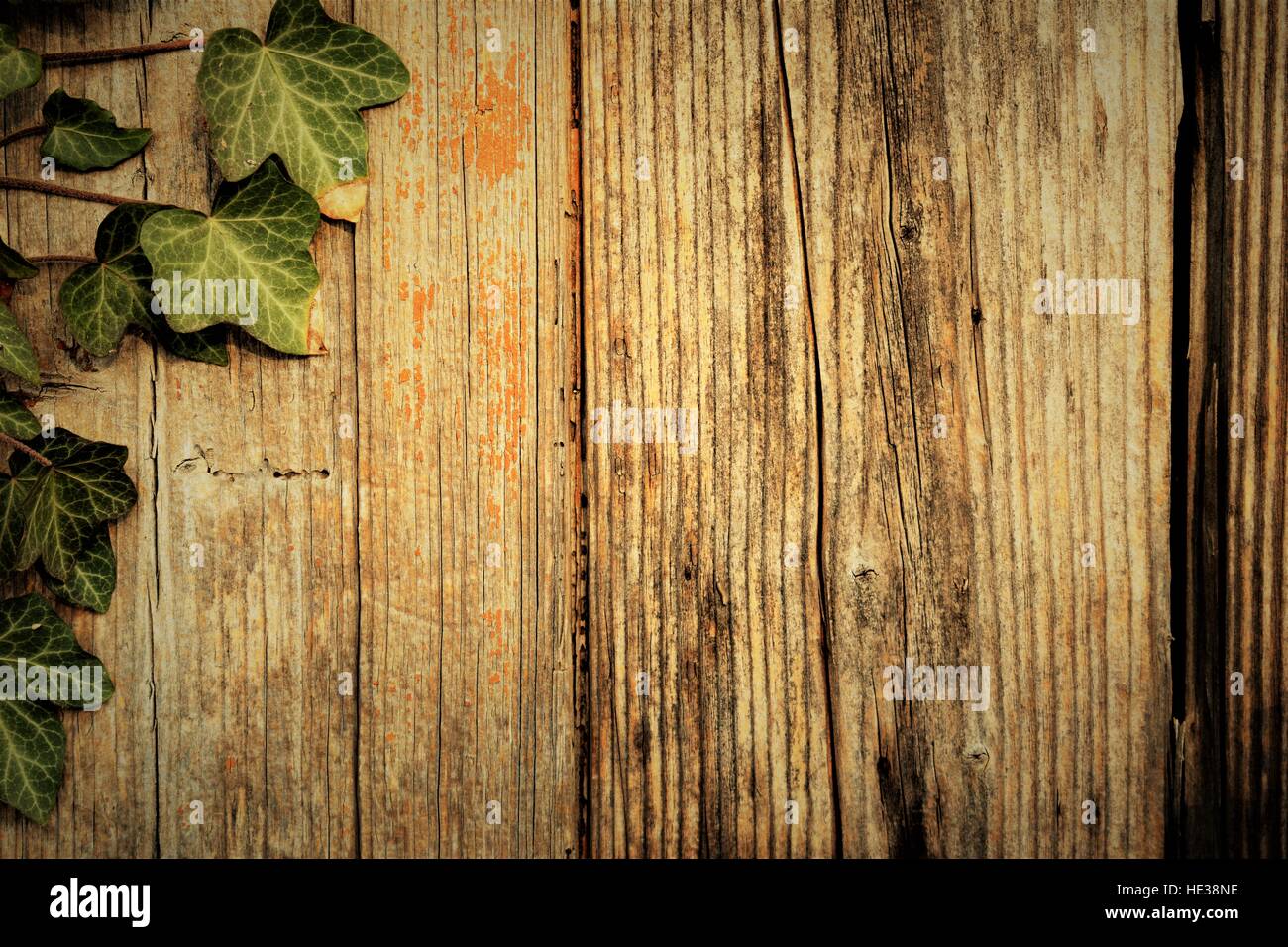 Wooden fence with ivy Stock Photo - Alamy