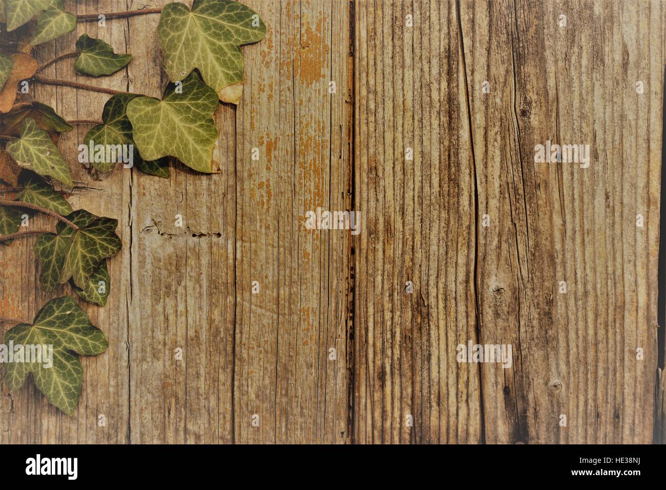 wooden fence with ivy Stock Photo - Alamy