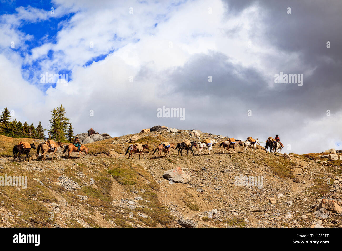 Two riders lead a team of pack horses along a ridge carrying supplies to the Baker Creek Mountain Resort in Banff National Park Stock Photo
