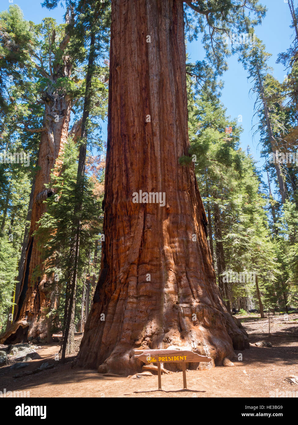The President Tree, giant sequoia Stock Photo