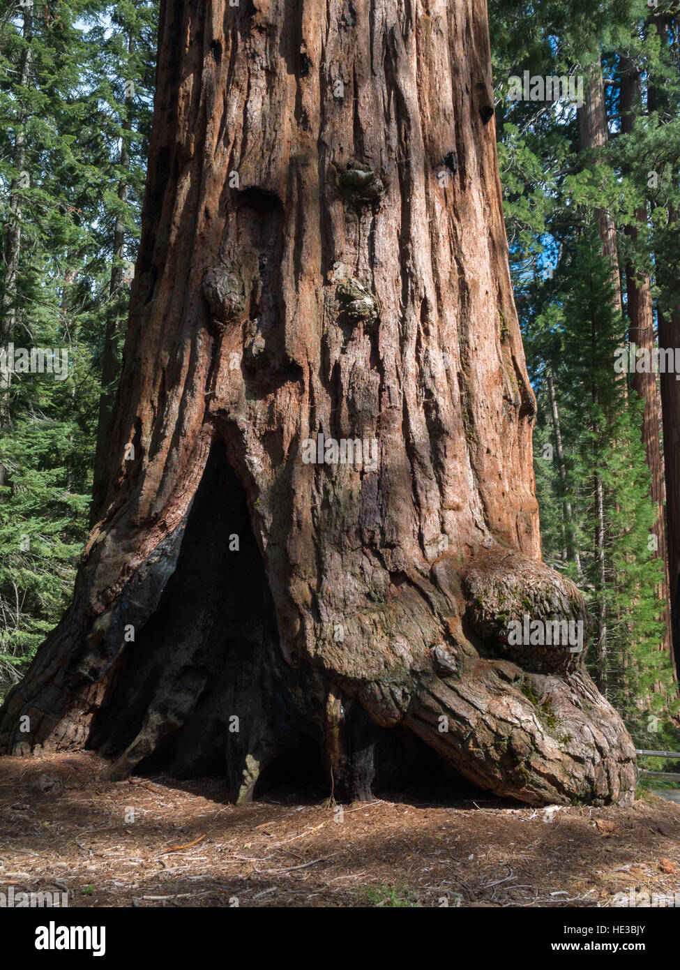 General Sherman Tree base, Sequoia National Park Stock Photo
