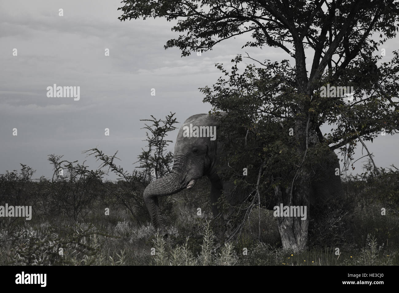 old elephant resting in the shade of a large tree      in the Etosha Park, Namibia, South Africa Stock Photo