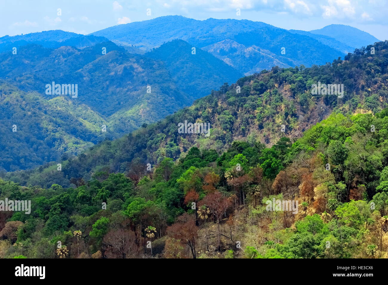 aerial view of the forest Stock Photo - Alamy