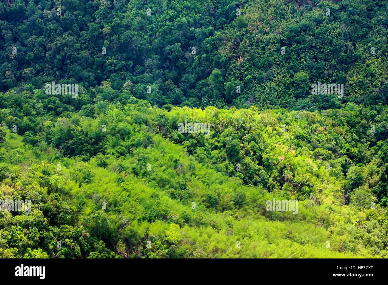 aerial view of the forest Stock Photo - Alamy