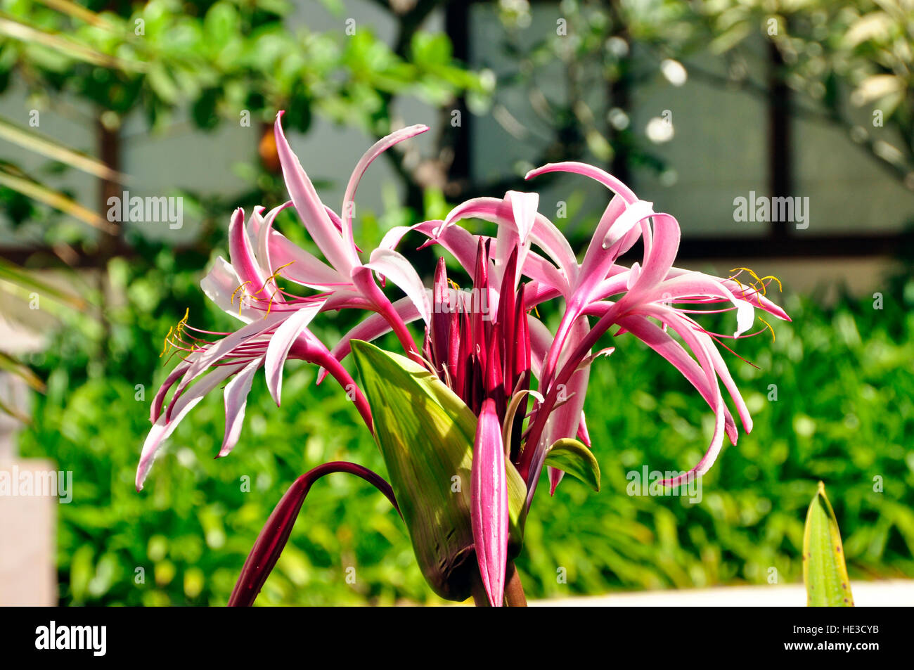 Lily, Spider (Crinum amabile) Stock Photo