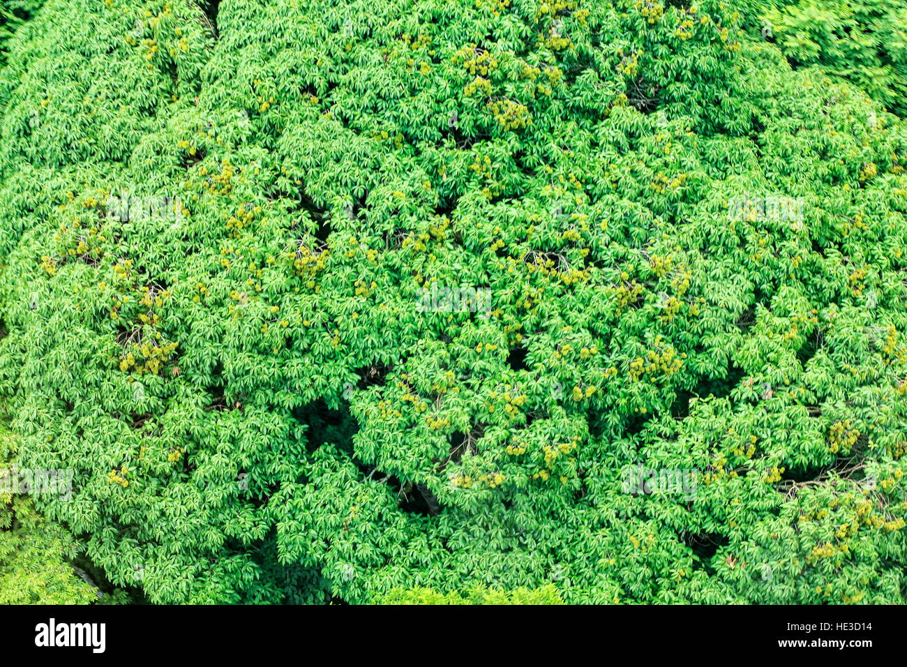 aerial view of the forest Stock Photo - Alamy