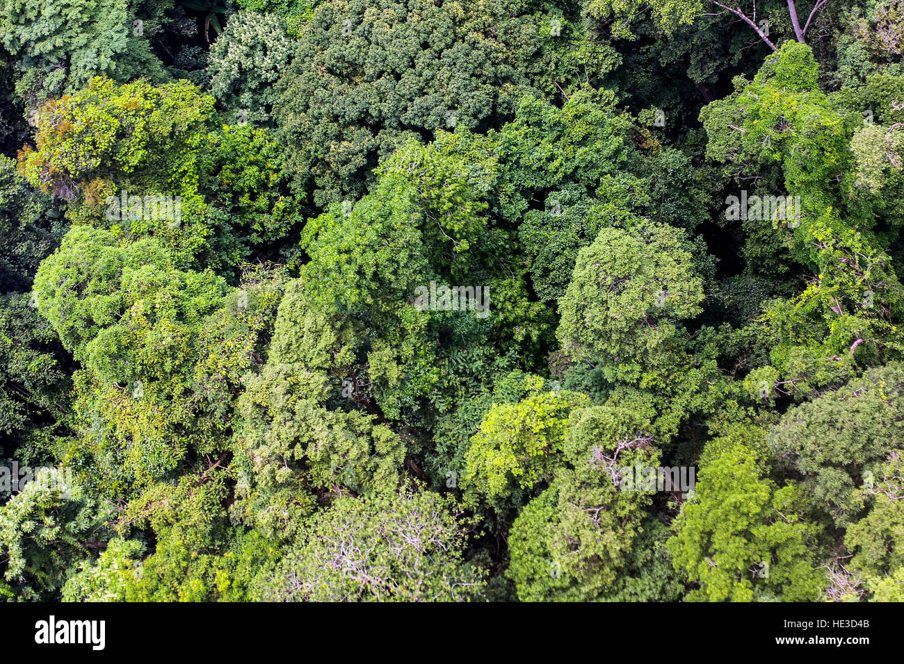 aerial view of the forest Stock Photo - Alamy