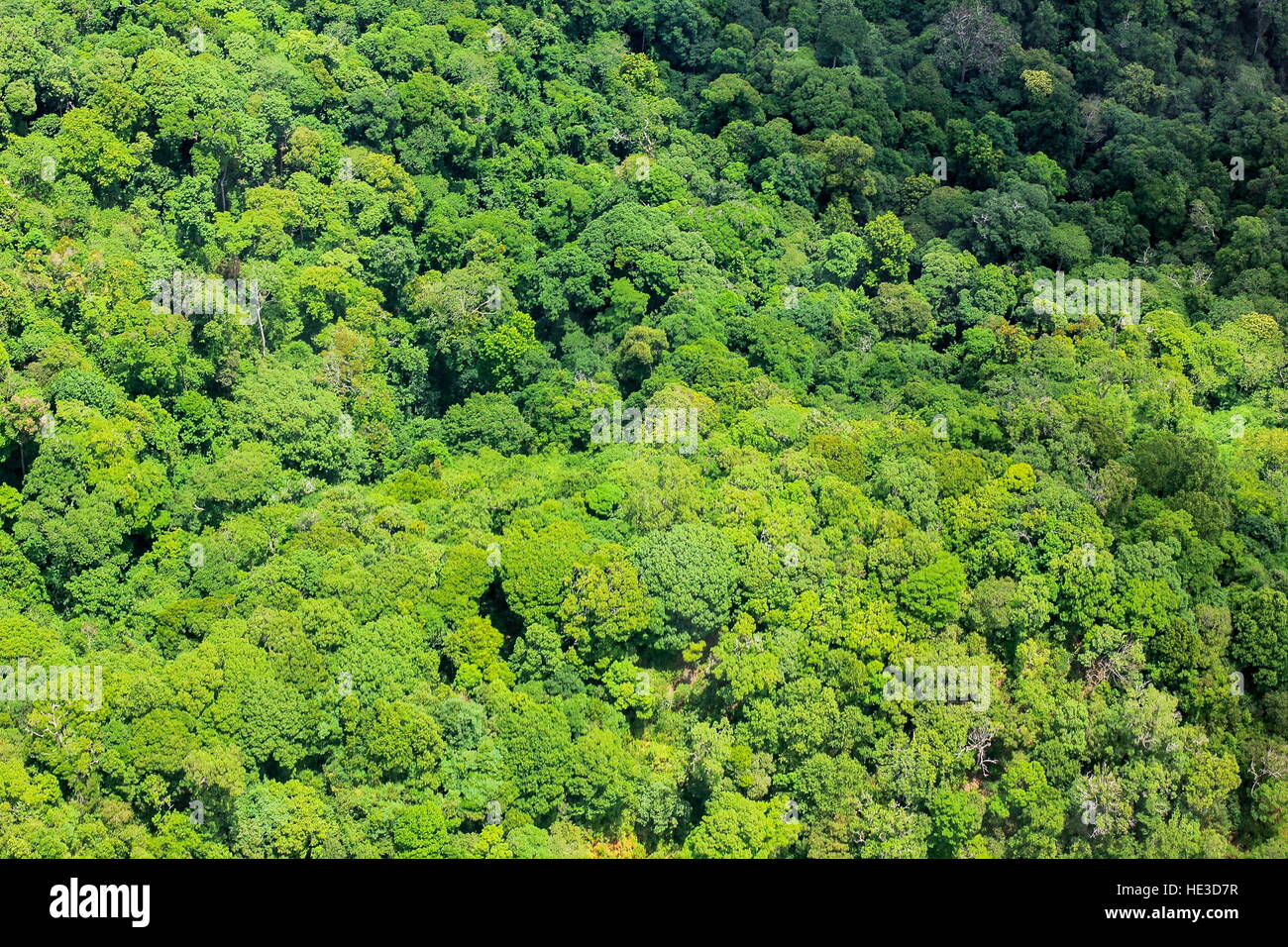 aerial view of the forest Stock Photo - Alamy