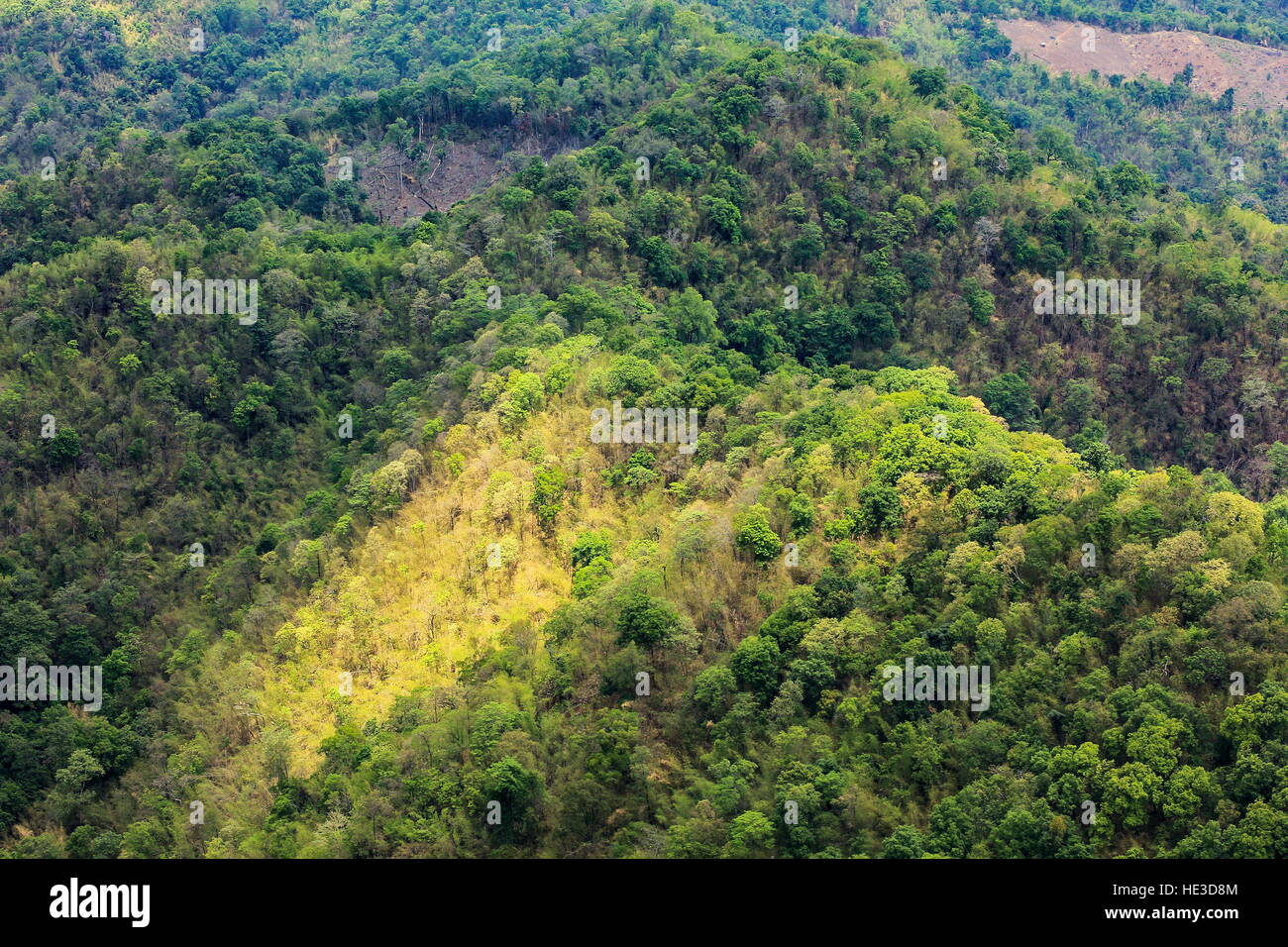aerial view of the forest Stock Photo - Alamy