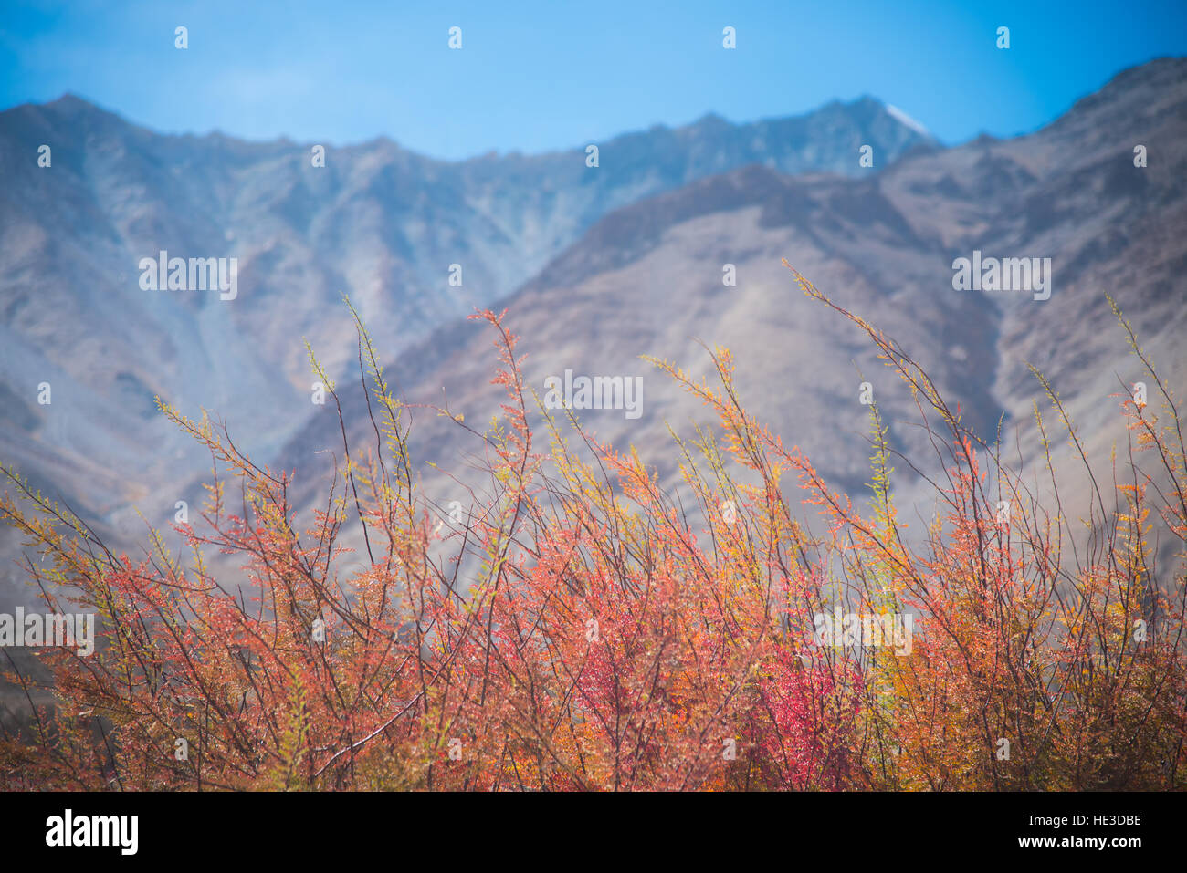 Autumn season leaves with blur mountain Stock Photo