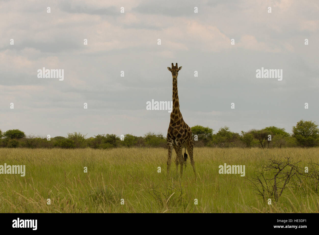 giraffe in the bush at sunset against the sky   in the Etosha Park, Namibia, South Africa Stock Photo