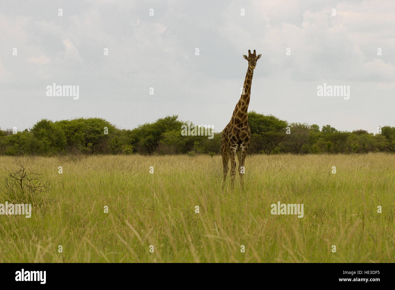 giraffe in the bush at sunset against the sky   in the Etosha Park, Namibia, South Africa Stock Photo