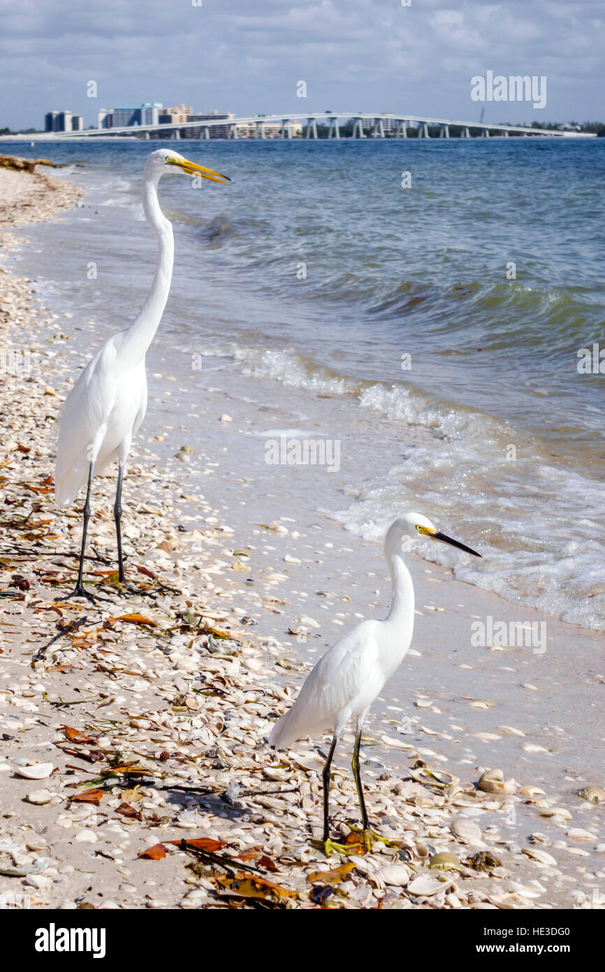 Florida Sanibel Island,Causeway,San Carlos Bay,snowy egret Egretta thula heron,great egret Ardea alba common large great white heron,FL161129305 Stock Photo