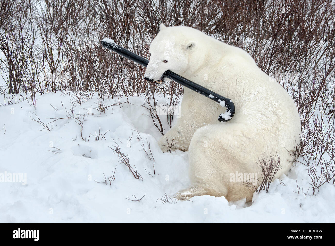 Polar Bear (Ursus maritimus) with sewer vent pipe in its mouth Stock Photo