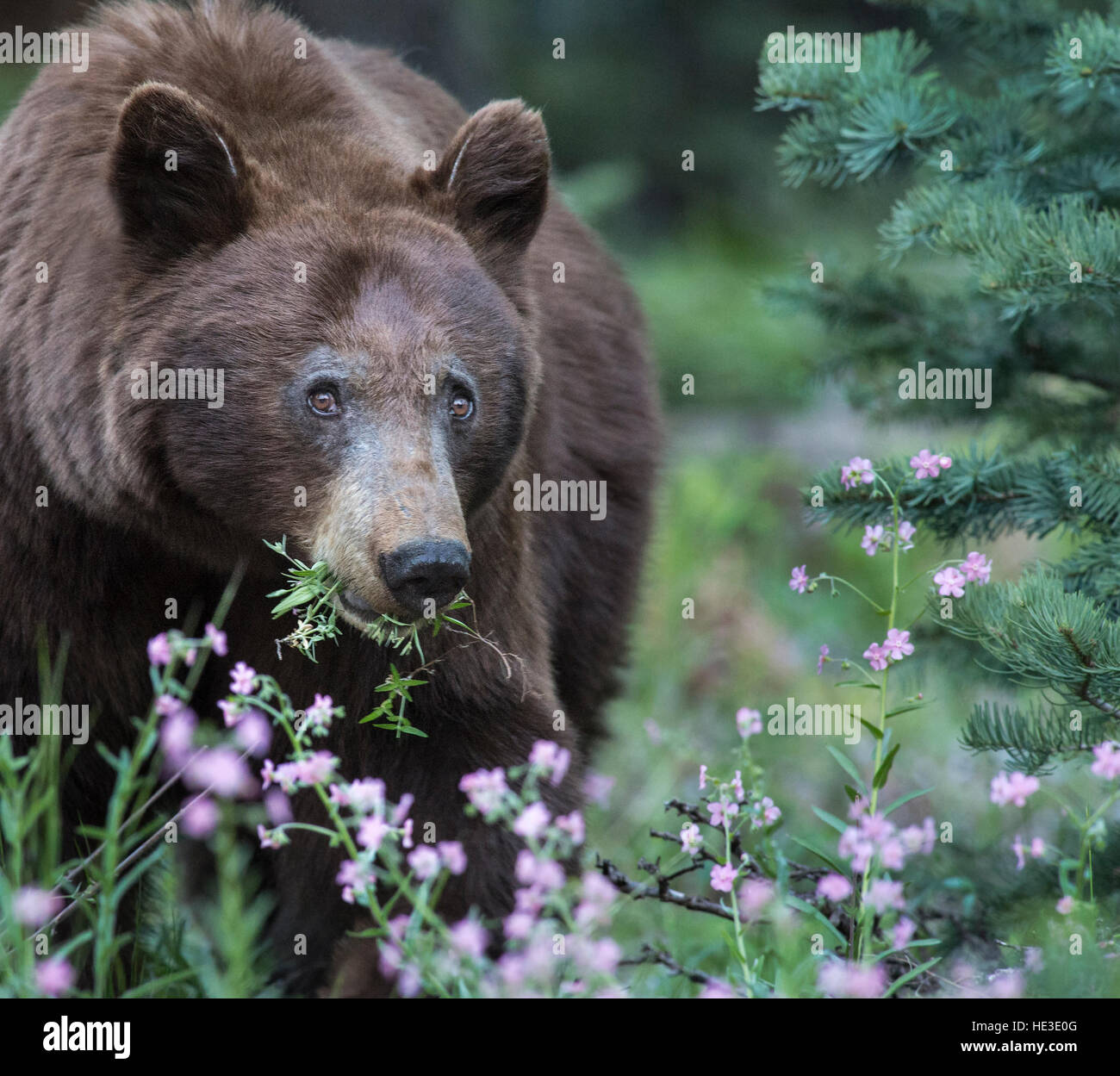 American Black Bear (Ursus americanus) eating flowers Stock Photo