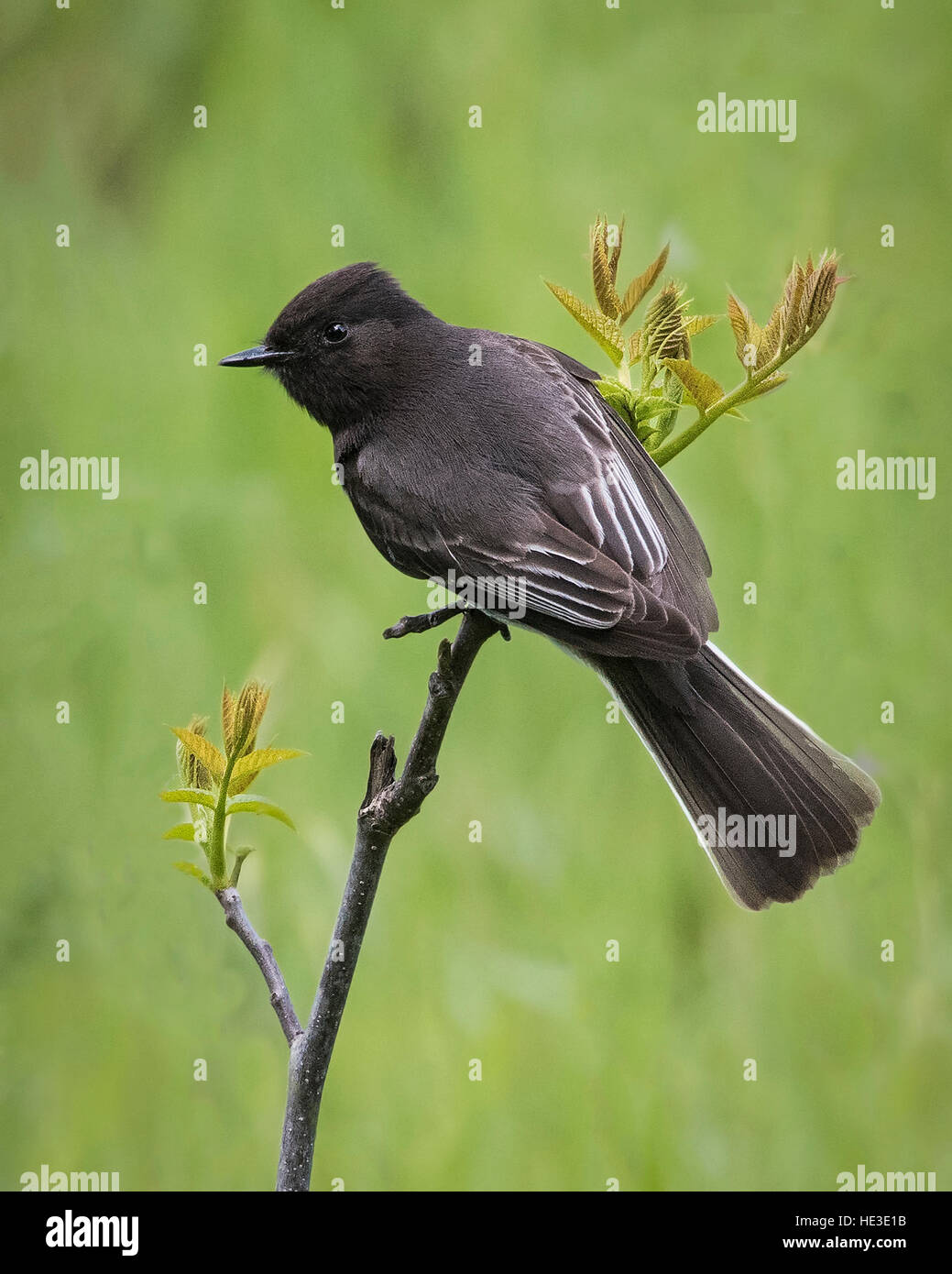 Black Phoebe (Sayornis nigricans) perched Stock Photo Alamy