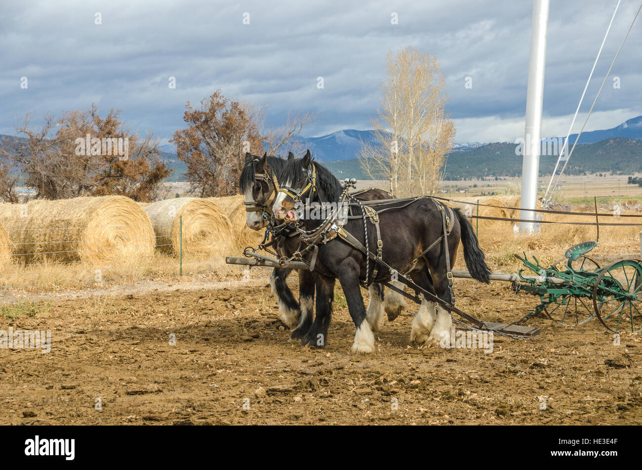 Shire horses harnessed to an antique plow which is being used to farm a small plot of land Stock Photo