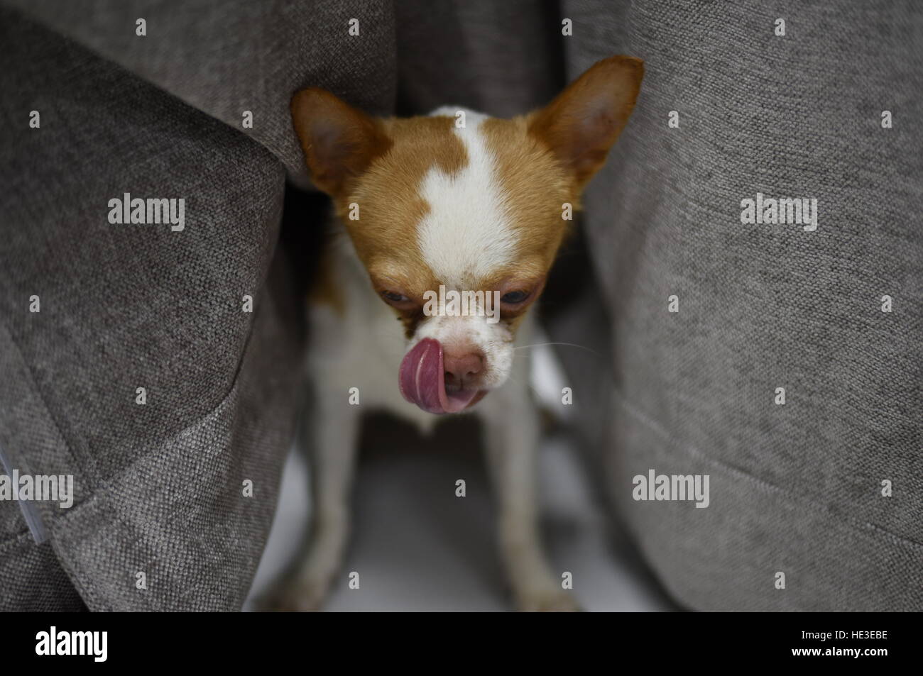 pet dog brown white chihuahua big eyes standing puppy Stock Photo