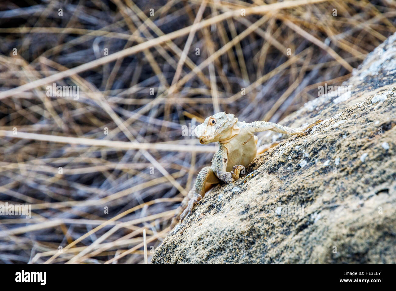 Small lizard in the rock outside Stock Photo