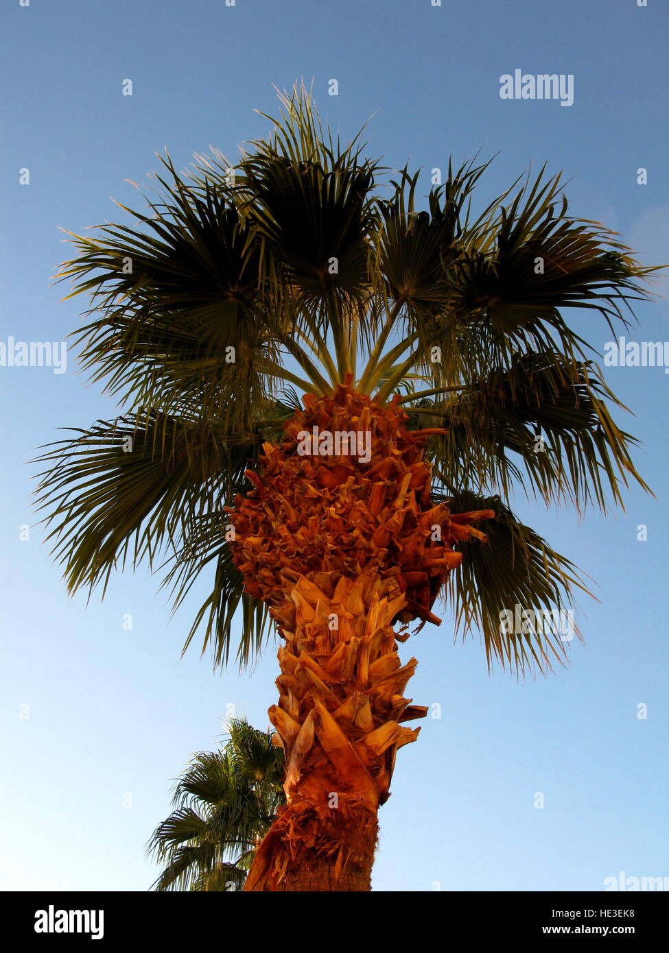 Palm Tree, Las Vegas, Nevada, USA Stock Photo Alamy