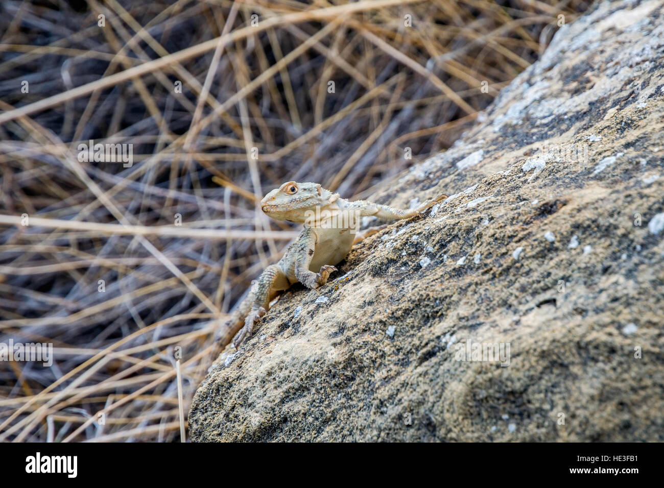 Small lizard in the rock outside Stock Photo