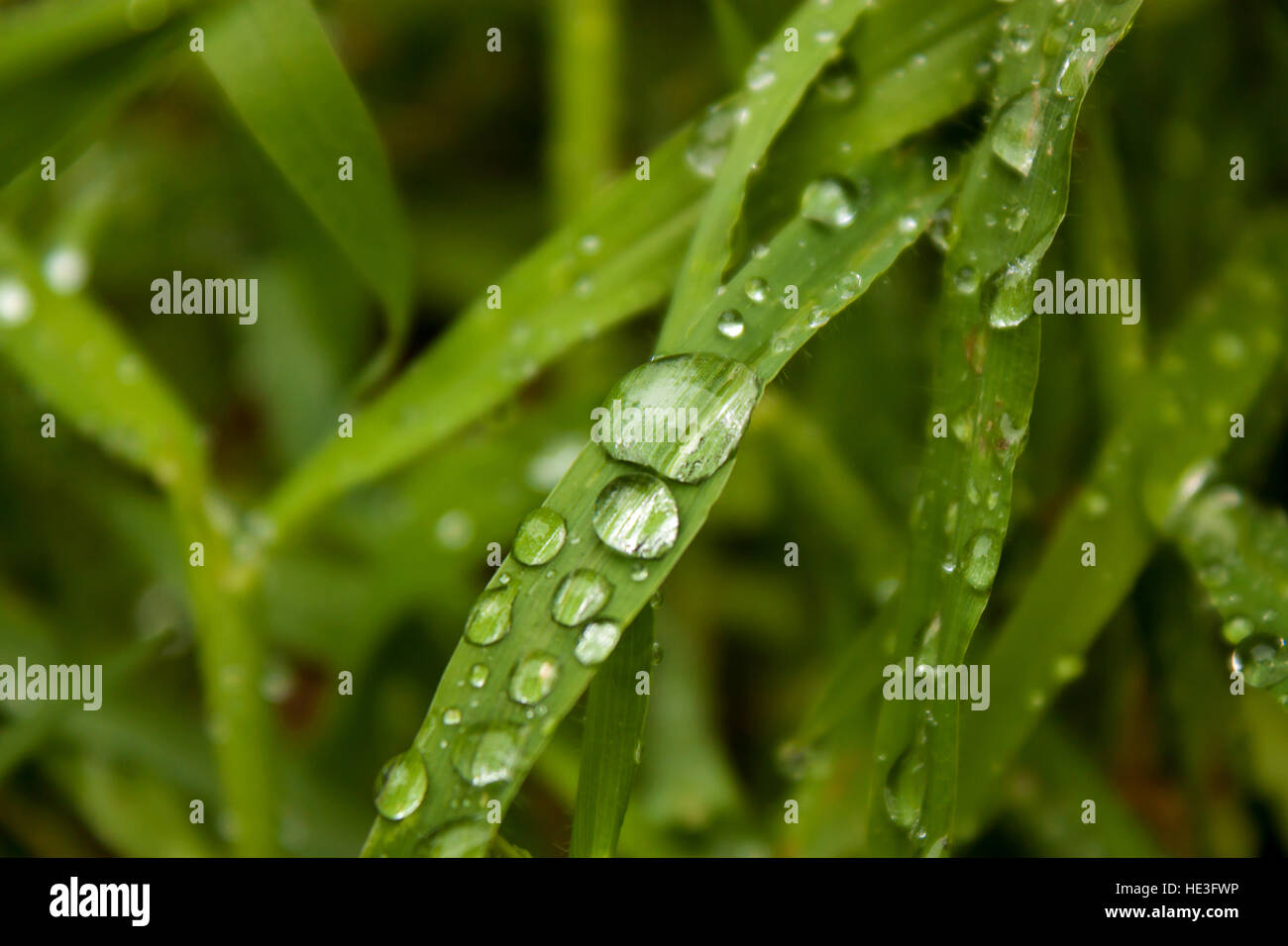 background of dew drops on bright green grass Stock Photo - Alamy