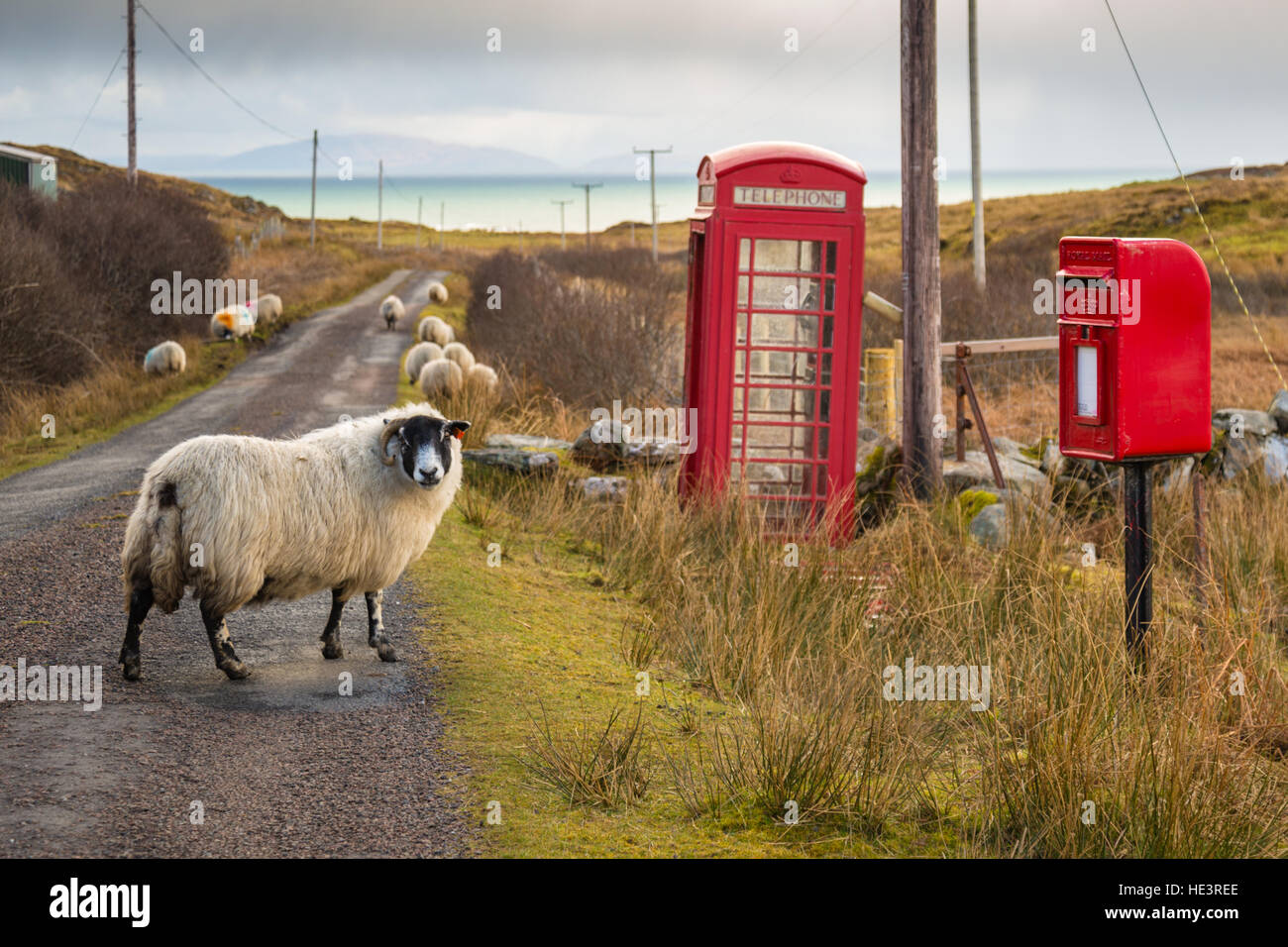 Black face ewe sheep on single track road by telephone and post box on the road to Uisken, Isle of Mull. Inner Hebrides, Argyll, Scotland. UK Stock Photo