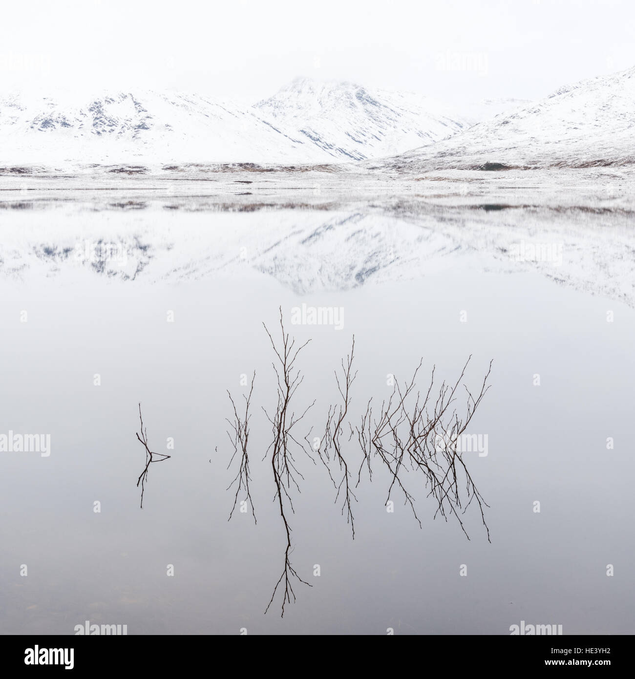 Tops of flooded tree poking above the water with reflections of snow covered Beinn Dearg mountain at Loch Glascarnoch, Scotland, Stock Photo