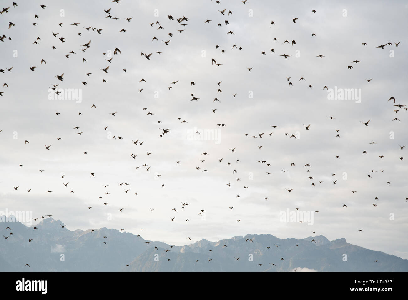 Thousands of starlings migrating over the Alps at the world heritage site vineyards of Lavaux near vevey Stock Photo