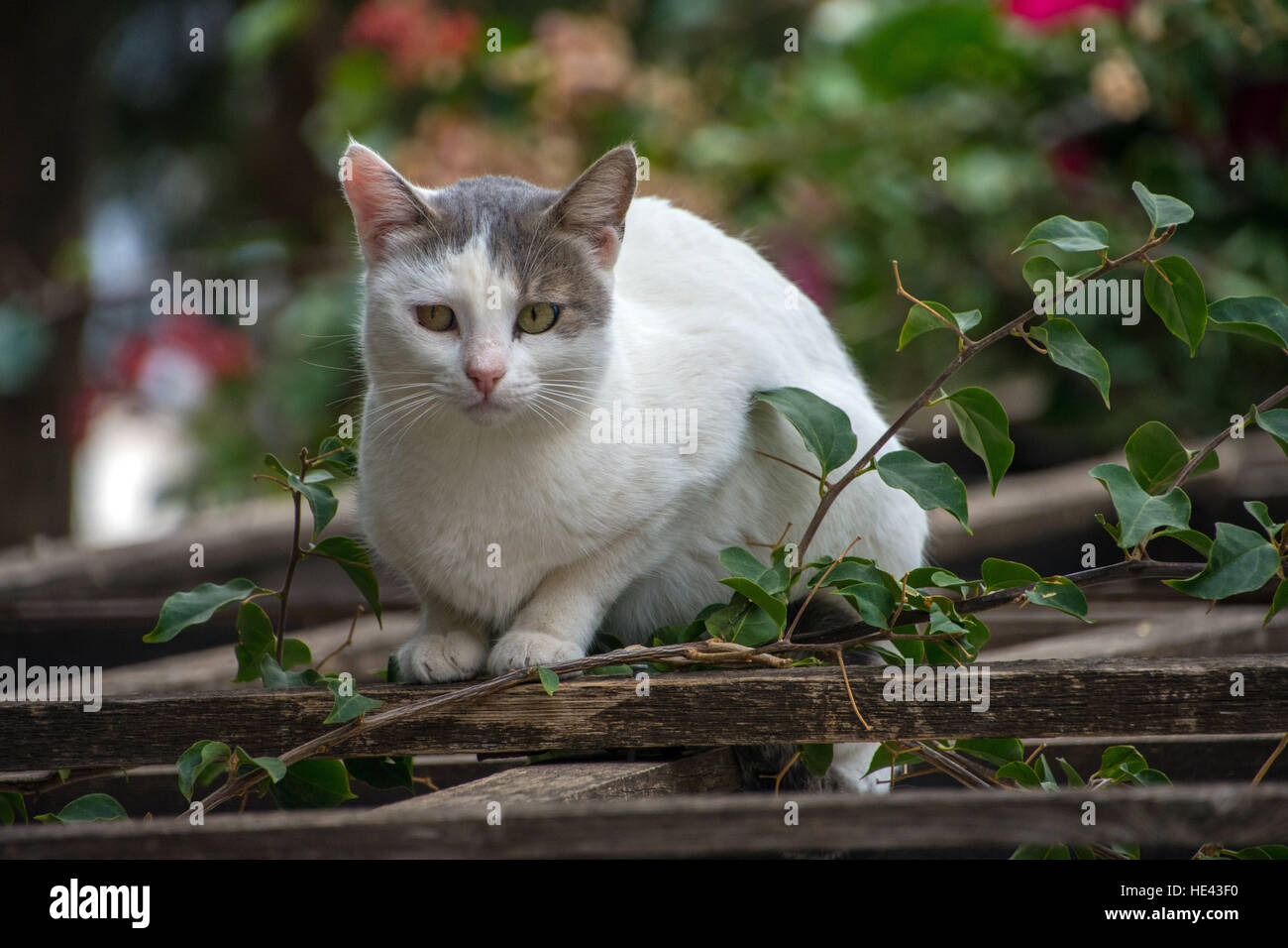 One grey gray and white feral cats sat on wooden trellis looking at camera with bougainvillea behind Stock Photo