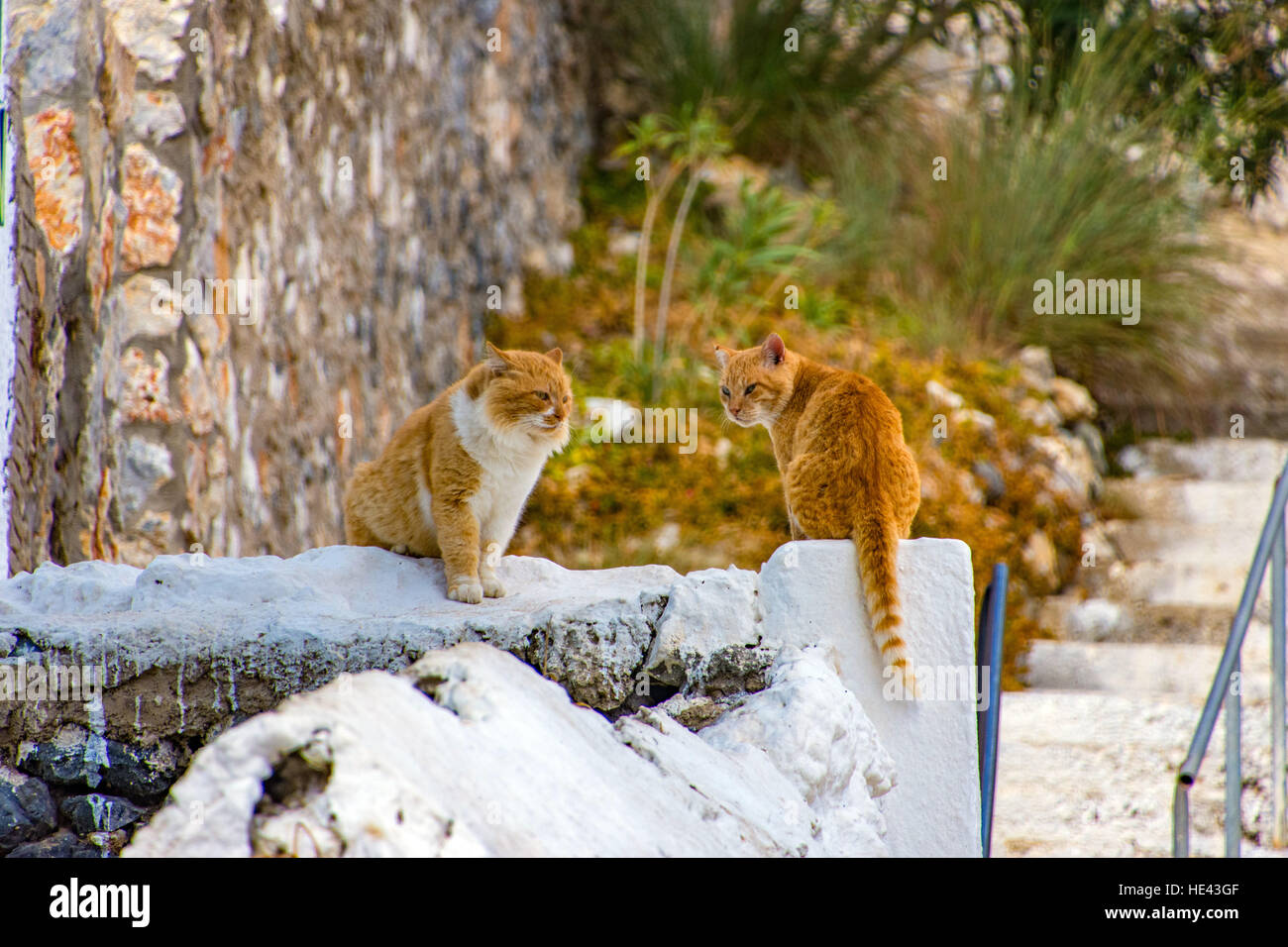 Two big ginger feral cats sat on a white painted wall Stock Photo