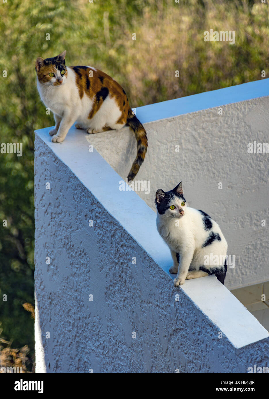 Two feral cats sat on a blue wall watching something off camera Stock Photo