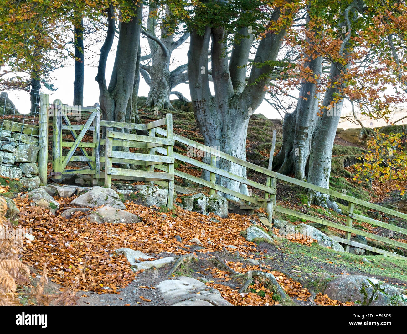 Beech trees, wooden fence and kissing gate, Kailpot Crag, Sandwick, English Lake District, Cumbria, England, UK. Stock Photo