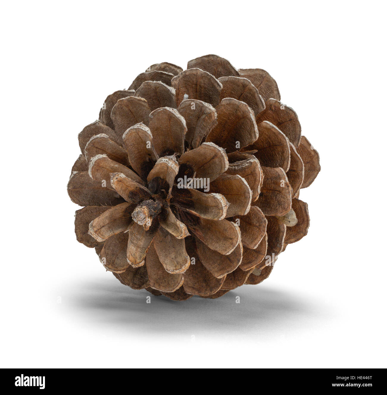Front Pine Cone Isolated on White Background. Stock Photo